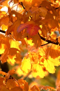 Golden light shines through the translucent leaves