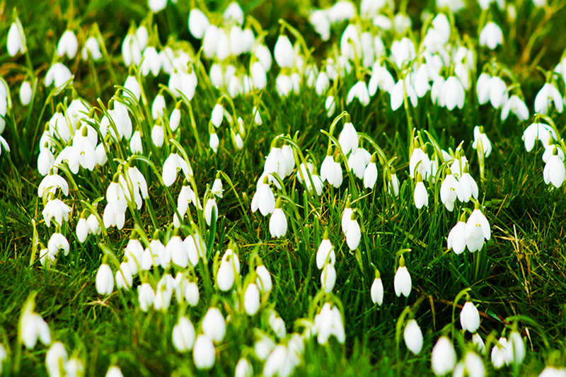 More snowdrops - how pretty they look!