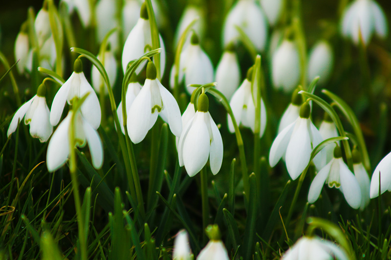 The Snowdrop, that beautiful, tiny harbinger of Spring!